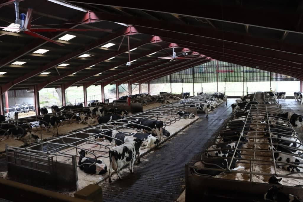 The Whalmsley's dairy herd in their shed