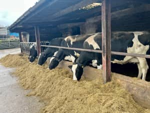 Powerstart treated silage being eaten by a row of cows