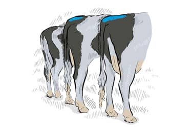 Illustration of Holstein cows with blue tail paint.