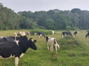 Cattle at grass in East Africa (sexed genetics project)