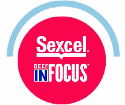 Maximizar la estrategia de Sexcel y Beef InFocus