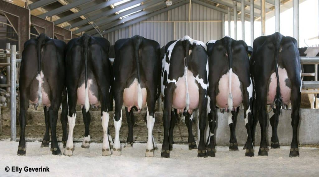 Group of Norwegian Red x Holstein crosses