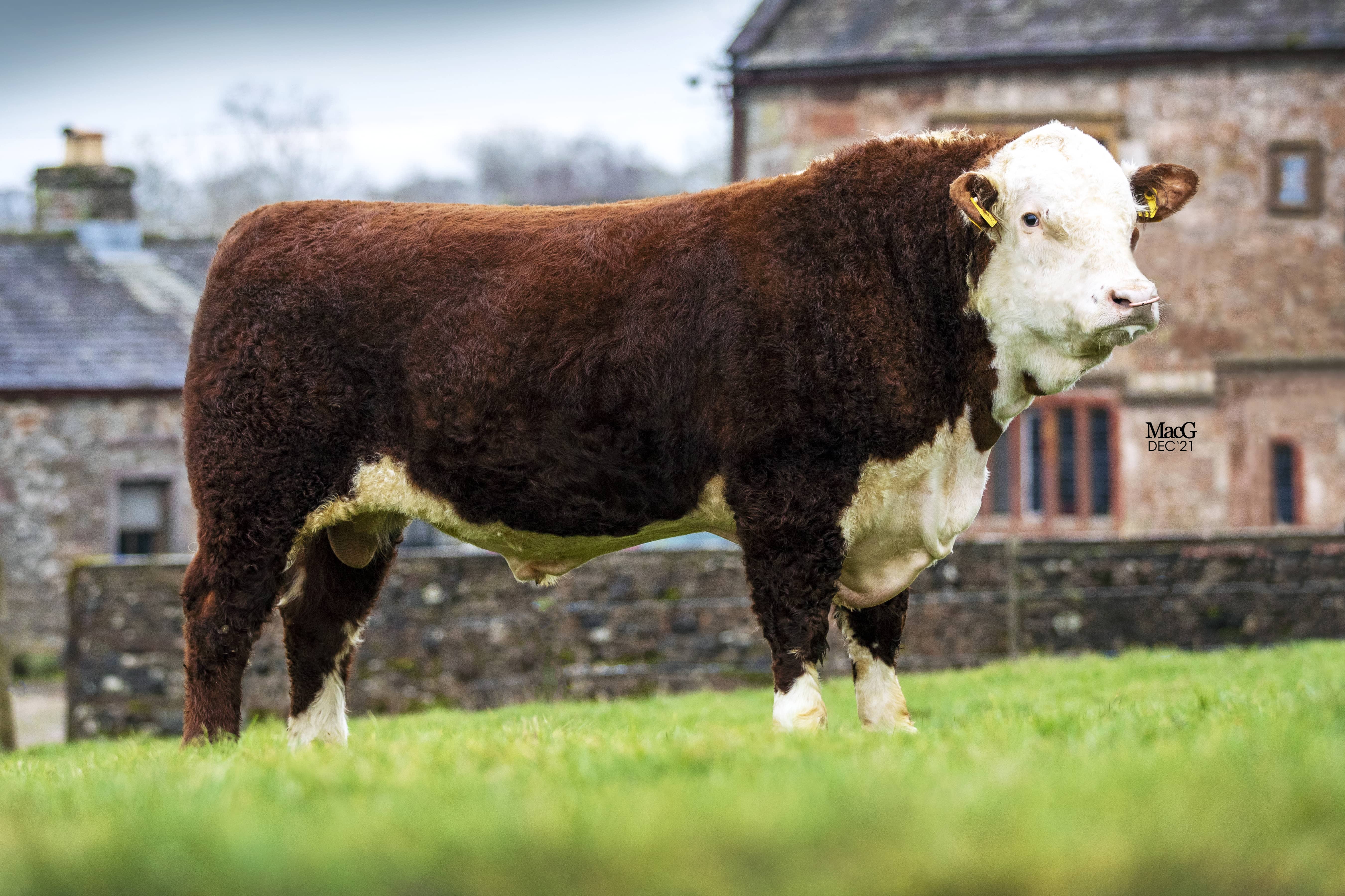 Tolken Angus Bull Genus ABS Premier Collection