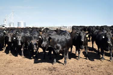 Beef InFocus feedlot