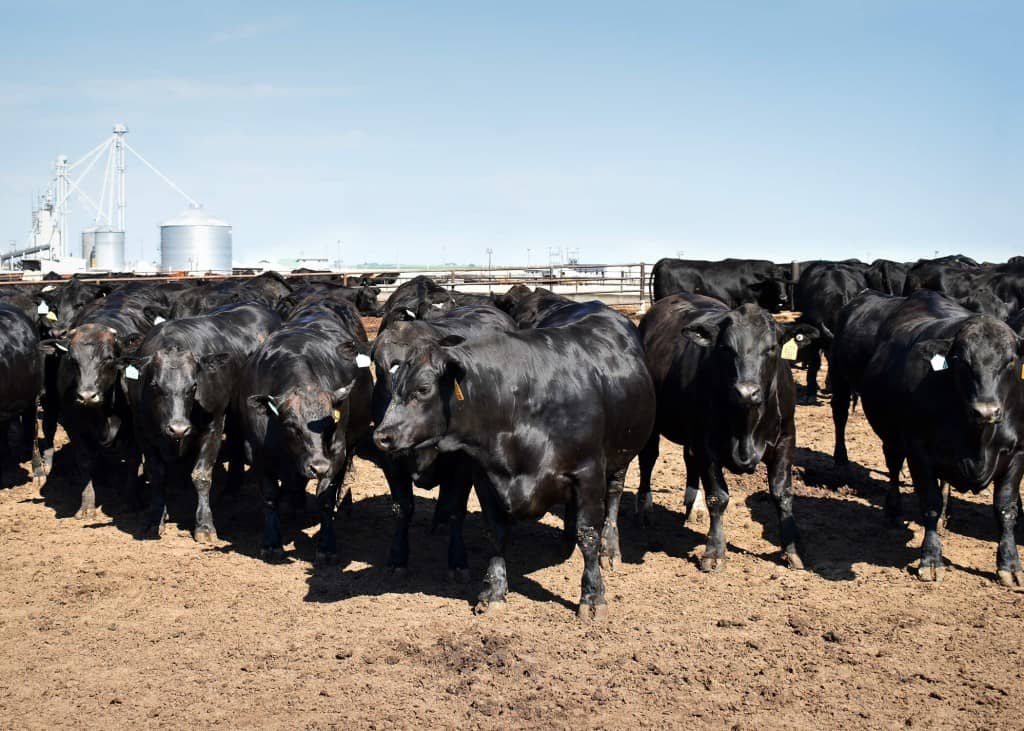 Beef InFocus feedlot