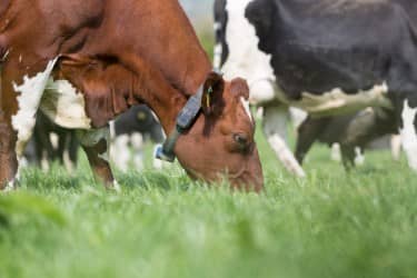 Brown cow eating grass and wearing Ingenuity collar