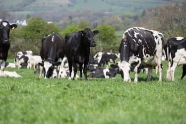 Herd monitoring technology