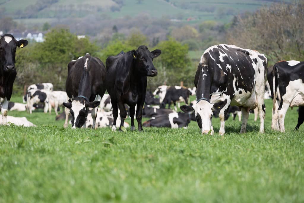 Herd monitoring technology