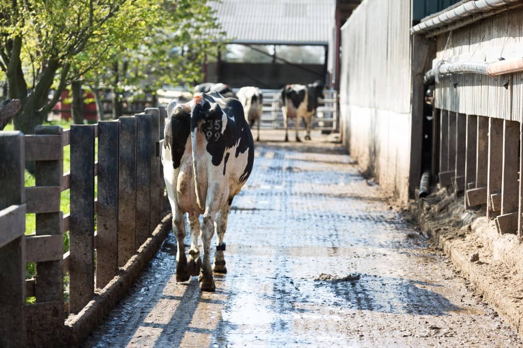 A cow walking wearing Ingenuity pedometer