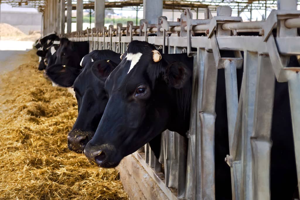 Holstein dairy cows at a feed bunk.