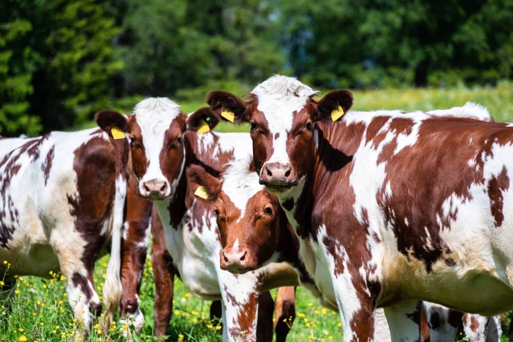 Norwegian Red cows