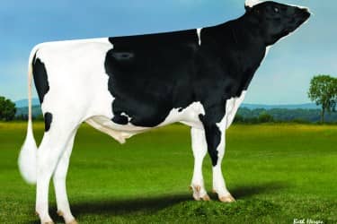 Polled sire, Estate-PP.