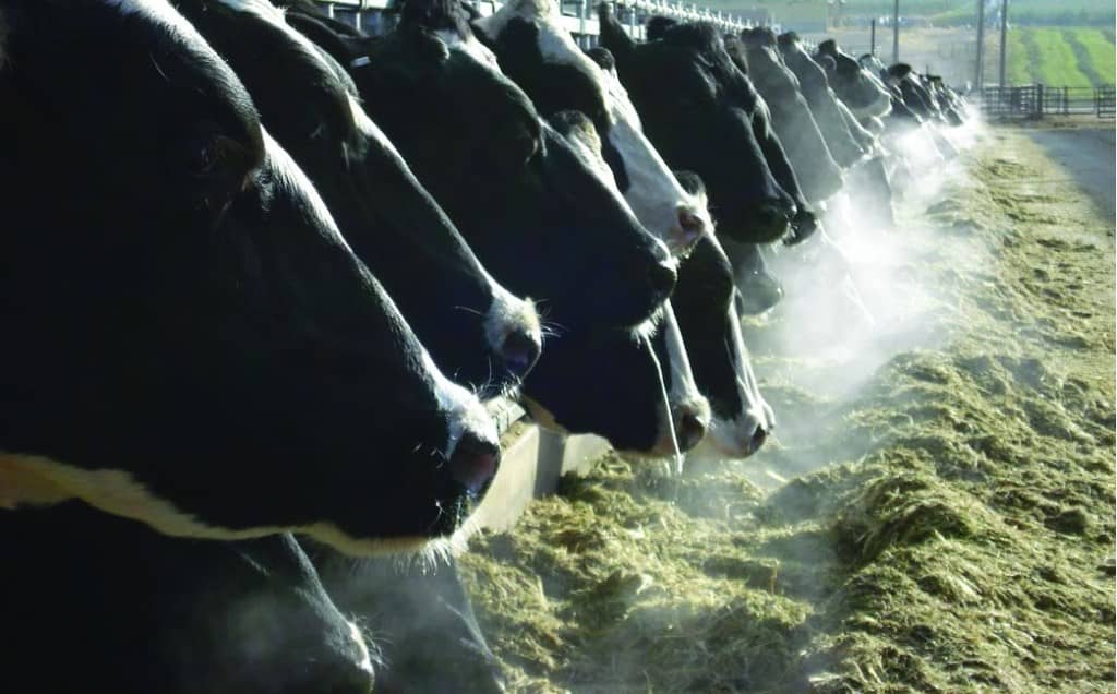 Row of cows showing their breath