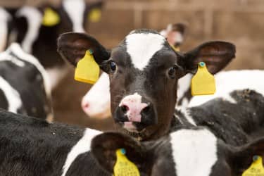 Calf with head above crowd