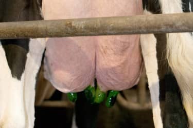 Udder treated with Genus ABS teat dip Valiant