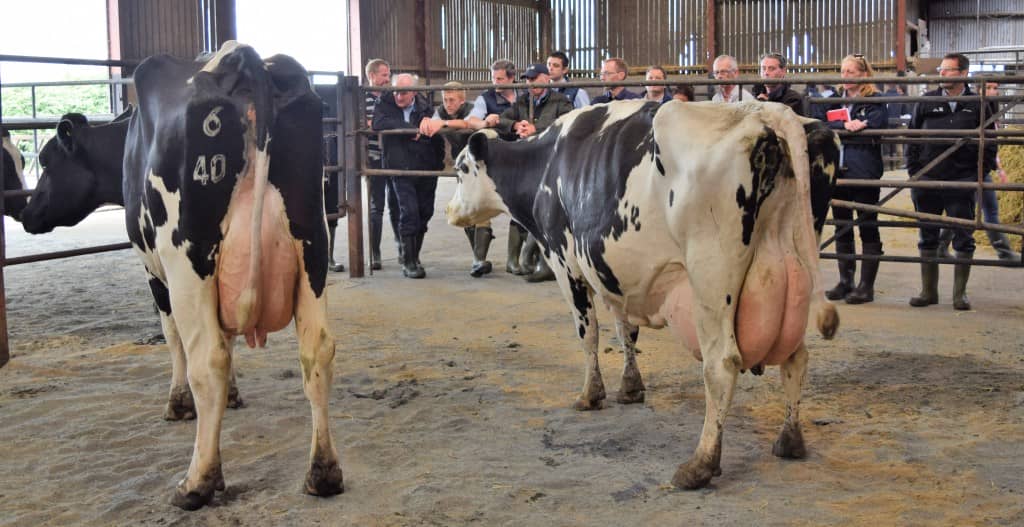 Large cow standing next to a small cow