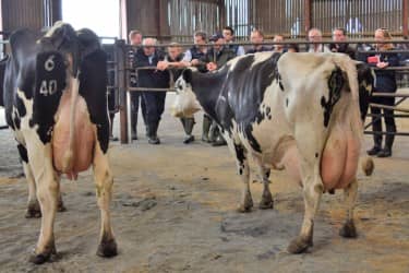 Large cow standing next to a small cow