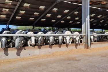 Animals lines up eating silage