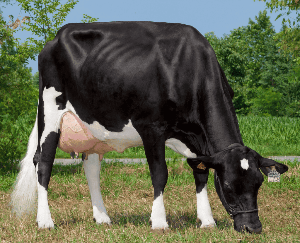 75% norwegian red and holstein