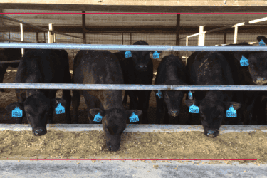 Black calves with blue ABS ear tags