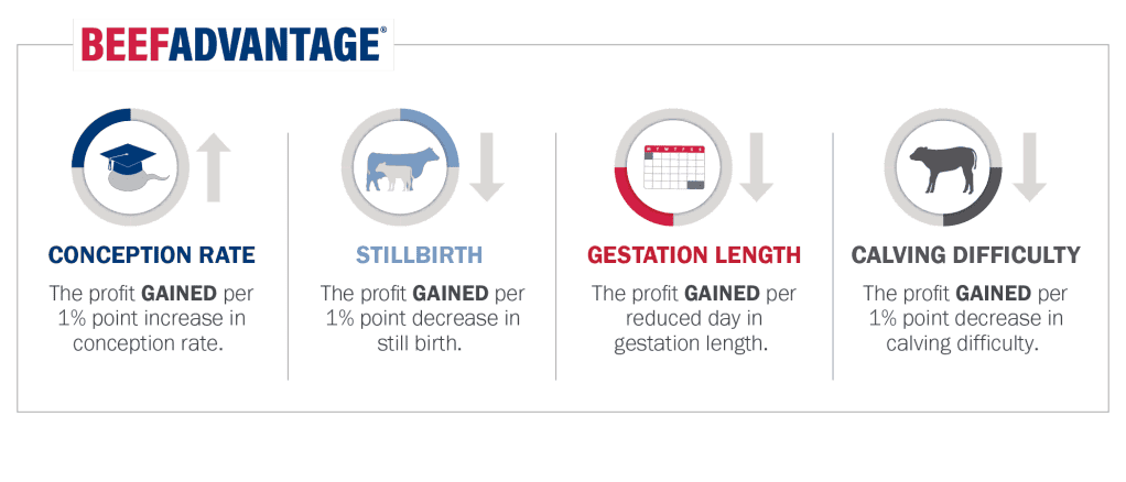 BeefAdvantage_Graphic_BeefAdvantage_Horizontal