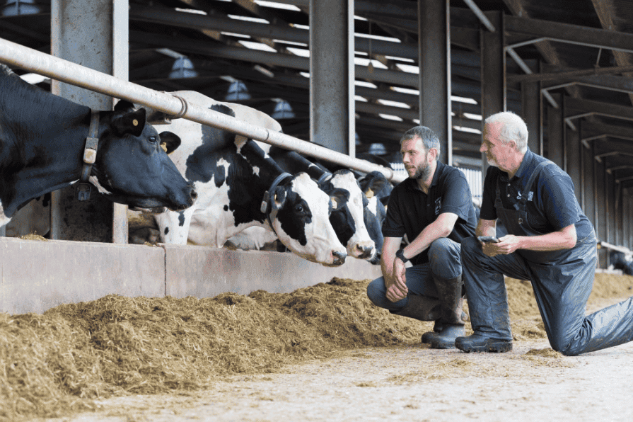 Technicians checking cows with ABS Breeder Tag collars