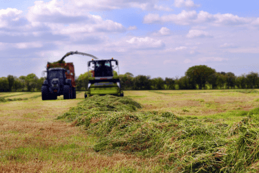 Silage grass cutting