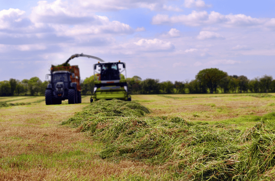 Silage grass cutting