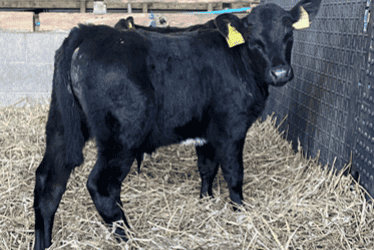 NuEra Genetics 136 calf