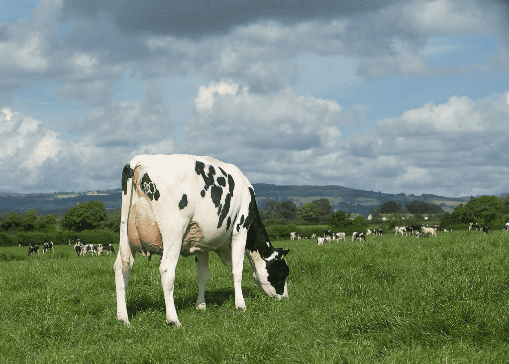 Dairy cow amongst herd