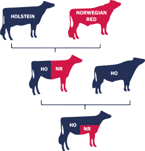 Holstein and Norwegian red crossbreed