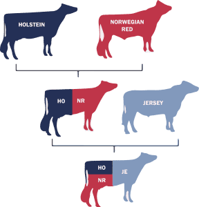 Holstein and Norwegian Red Crossbreed with Jersey 